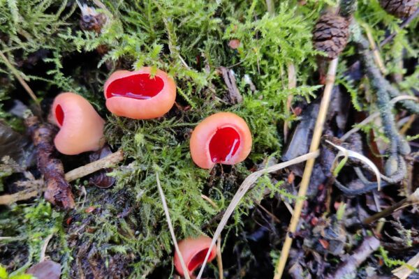 Verstilling voor Vrijdag 26 januari